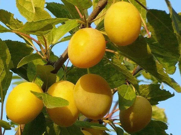 Эмма Липперман