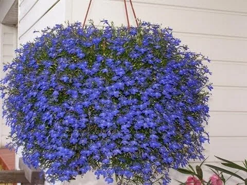 Лобелия Ампельная