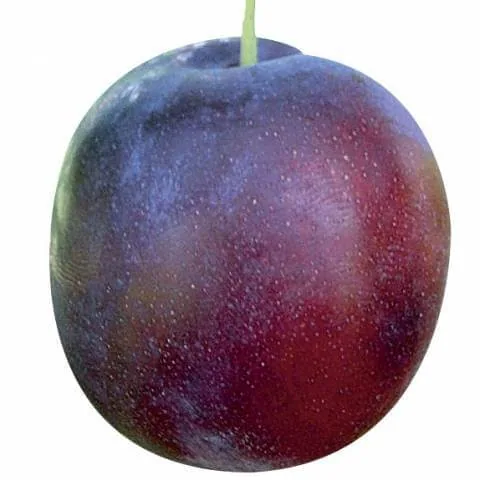 Ода