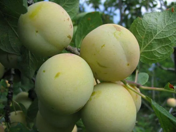 Ренклод зелёный