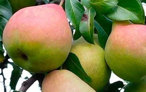 Виктория