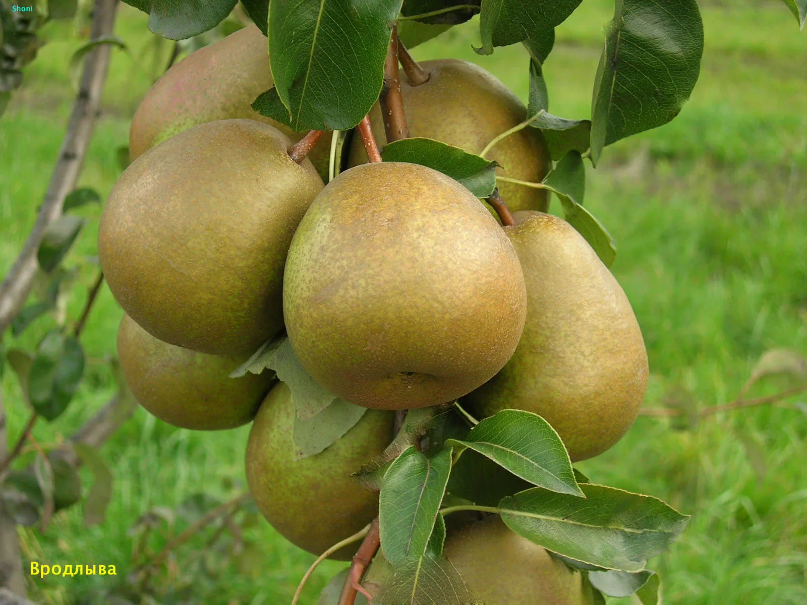 Вродлива